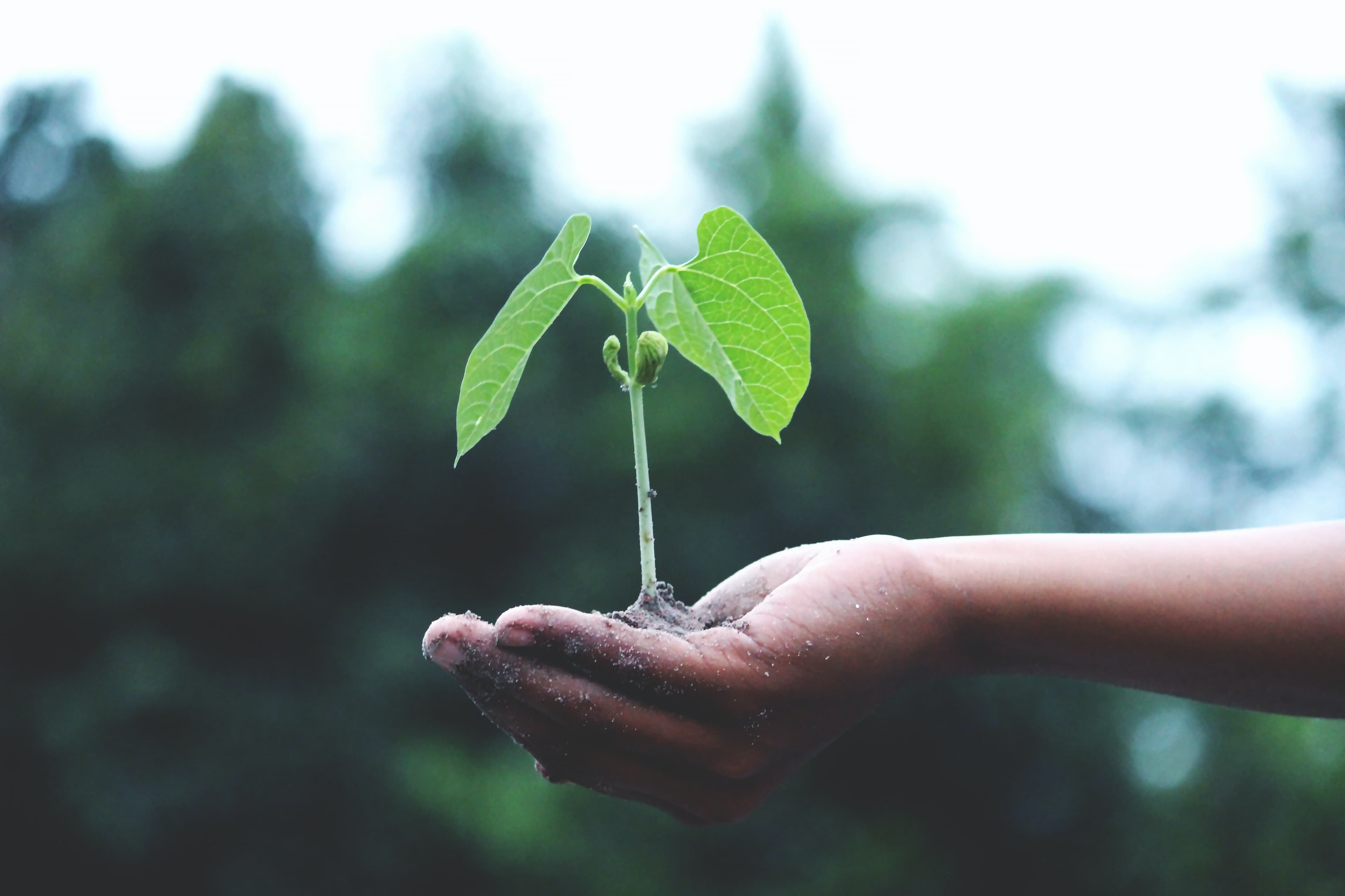 Planting the future